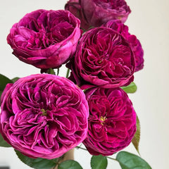 Time Scent Rose