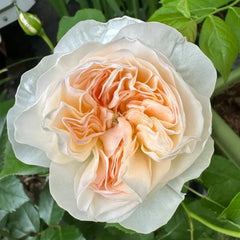 Enchanting Tinkerbell Rose Plant for a Magical Rose Garden