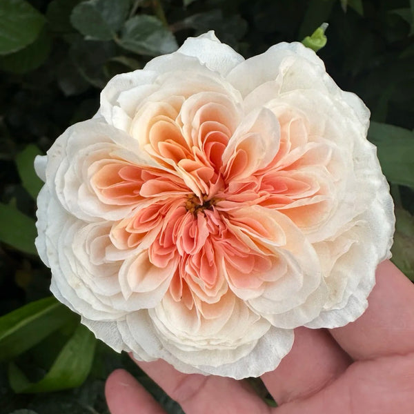 Tip Top Rose Plant|顶端玫瑰 – Rose_Explosion