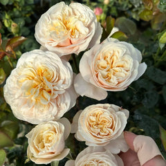 Tip Top Rose