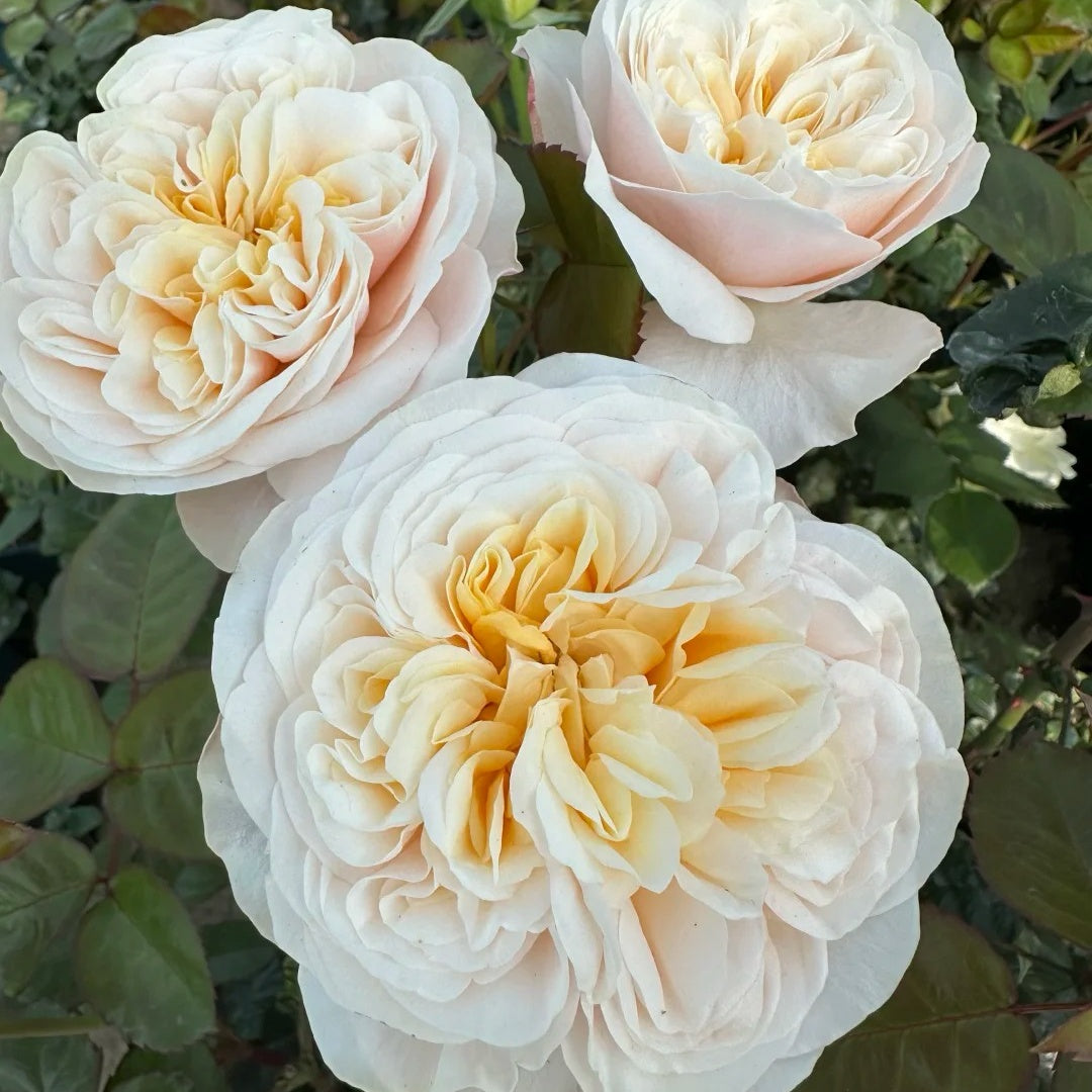 Tip Top Rose Plant|顶端玫瑰 – Rose_Explosion