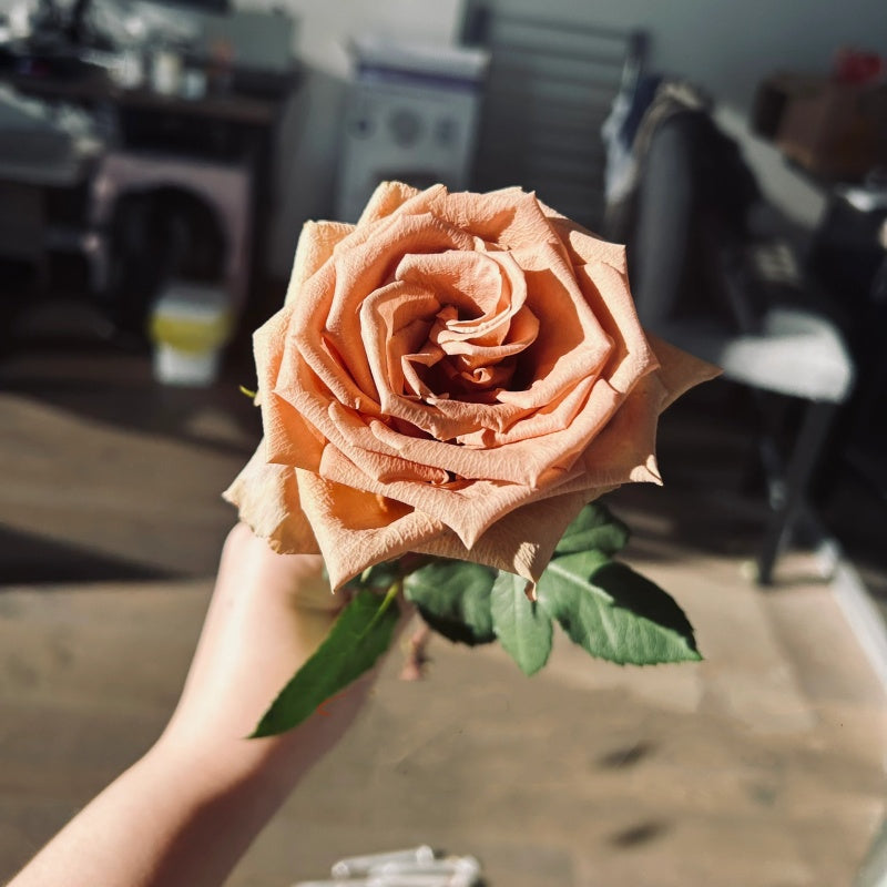 Pink Toffee Roses Toffee Rose Plant |太妃糖 – Rose_Explosion