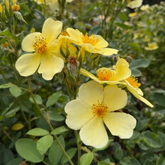 Toter-By-Genty Rose Plan