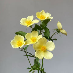 Toter-By-Genty Rose Plant|姗姗而来