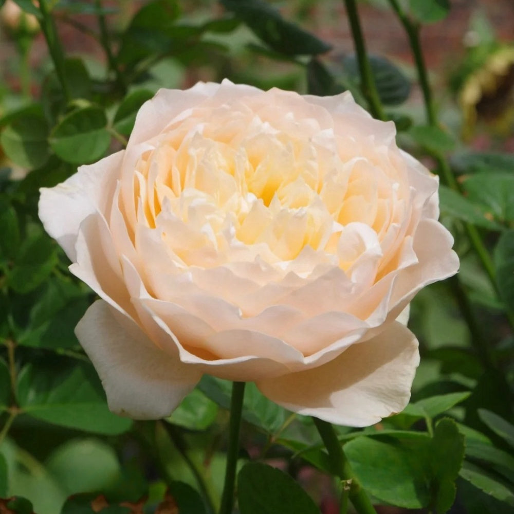 Totoro Roses Totoro Rose Plant|龙猫 – Rose_Explosion