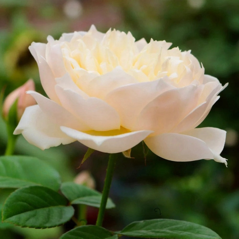 Totoro Roses Totoro Rose Plant|龙猫 – Rose_Explosion