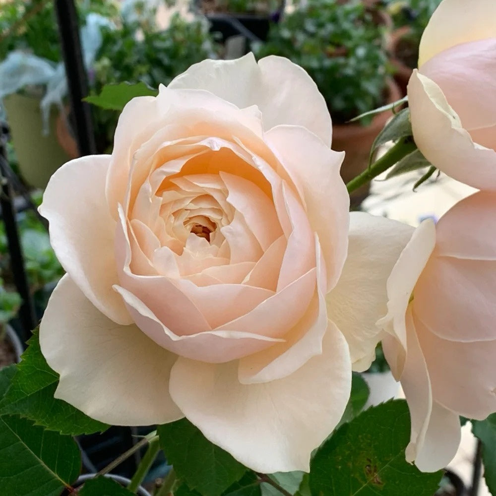Totoro Roses Totoro Rose Plant|龙猫 – Rose_Explosion