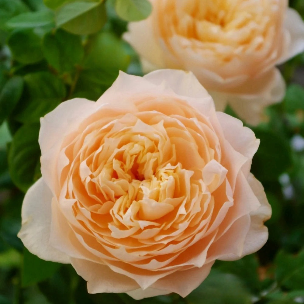 Totoro Roses Totoro Rose Plant|龙猫 – Rose_Explosion