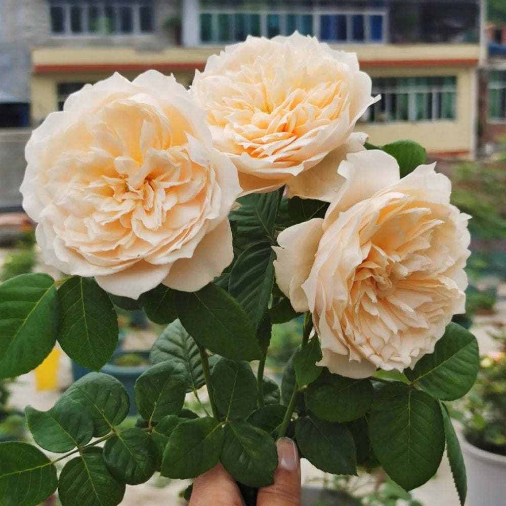 Totoro Roses Totoro Rose Plant|龙猫 – Rose_Explosion