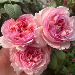 Trǎumerei Rose Plant|梦幻曲