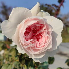 Tranquility Rose Plant|粉安宁