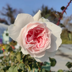 Tranquility Rose Plant|粉安宁