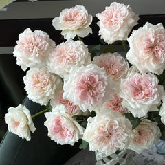Tranquility Rose Plant|粉安宁