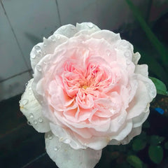 Tranquility Rose Plant|粉安宁