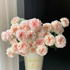 Tranquility Rose Plant|粉安宁