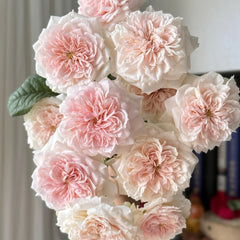 Tranquility Rose Plant|粉安宁