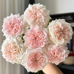 Tranquility Rose Plant|粉安宁