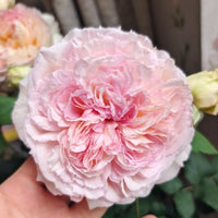 Traumerei Rose Plant | 梦幻曲