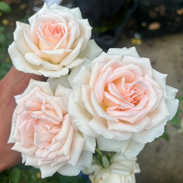 Trésor du Jardin Rose