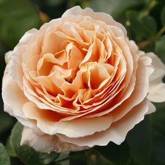 Tropicana Rose Plant
