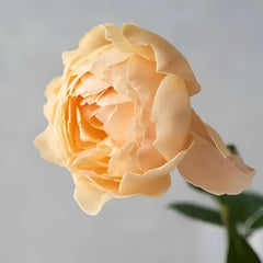 Tsukitohana Rose