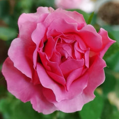 Tsukiyomi Rose