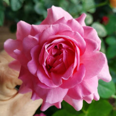 Tsukiyomi Rose