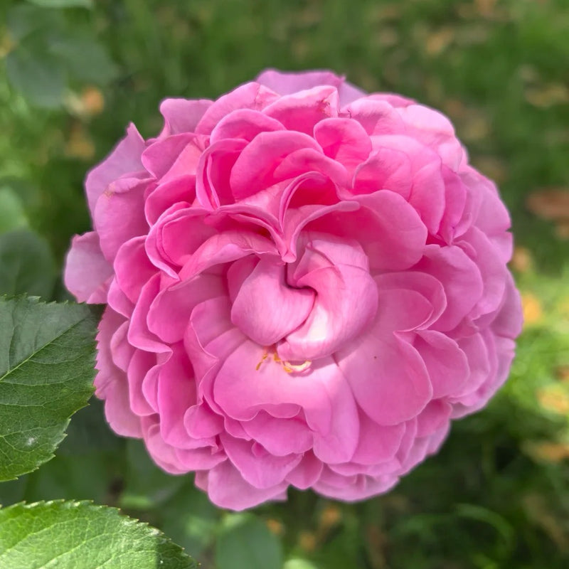 Tsukiyomi Rose