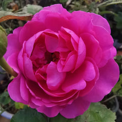 Tsukiyomi Rose