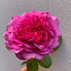 Tsukiyomi Rose