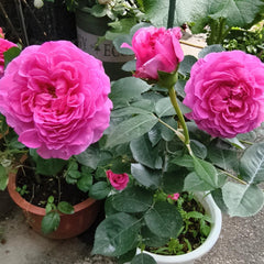 Tsukiyomi Rose
