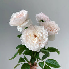 Tsumugi-Hirari Rose Plant