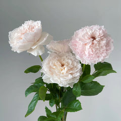 Tsumugi-Hirari Rose Plant