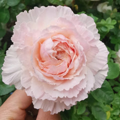 TsumugiFuli Rose