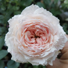 TsumugiFuli Rose