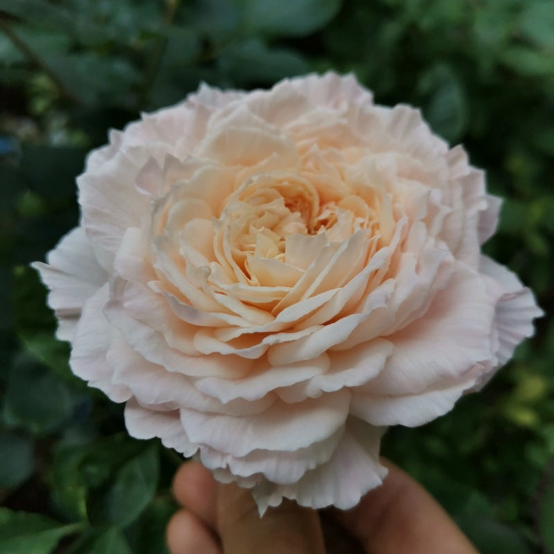 TsumugiFuli Rose