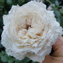 TsumugiFuli Rose