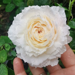 TsumugiFuli Rose