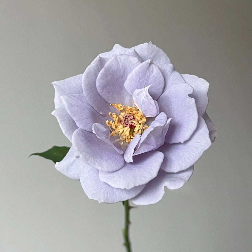 Turn Blue Rose Plant|转蓝 – Rose_Explosion
