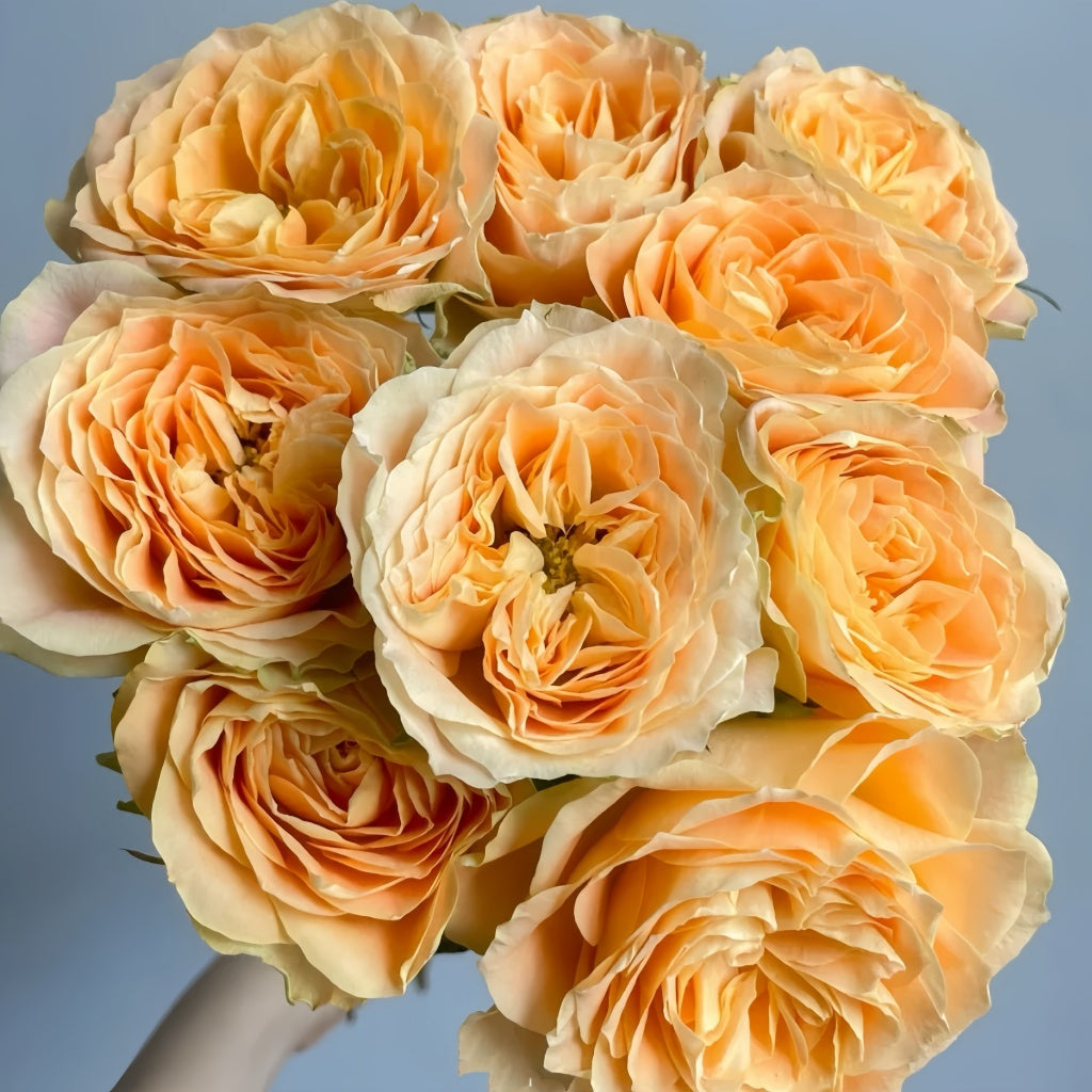 Rose Turtle Turtle Rose Plant|小乌龟 – Rose_Explosion