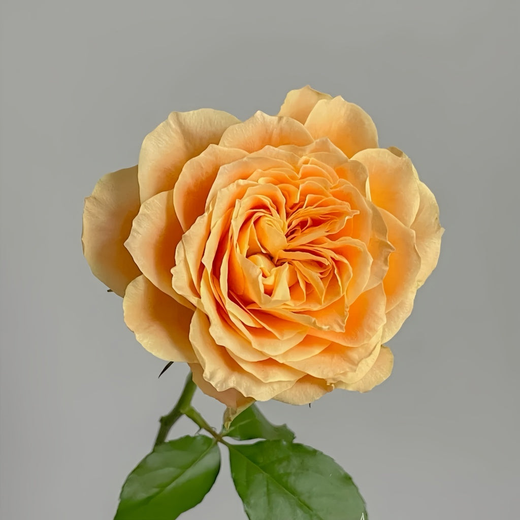 Rose Turtle Turtle Rose Plant|小乌龟 – Rose_Explosion