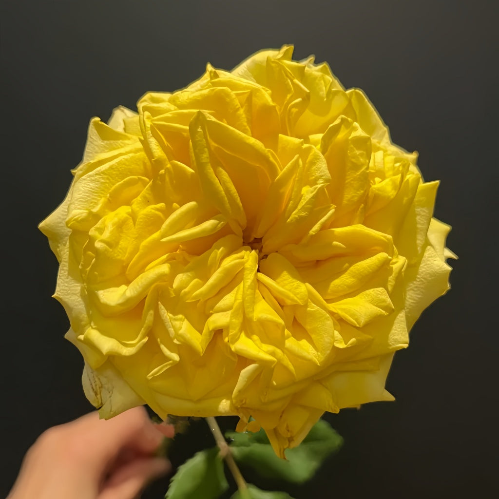 Rose Turtle Turtle Rose Plant|小乌龟 – Rose_Explosion