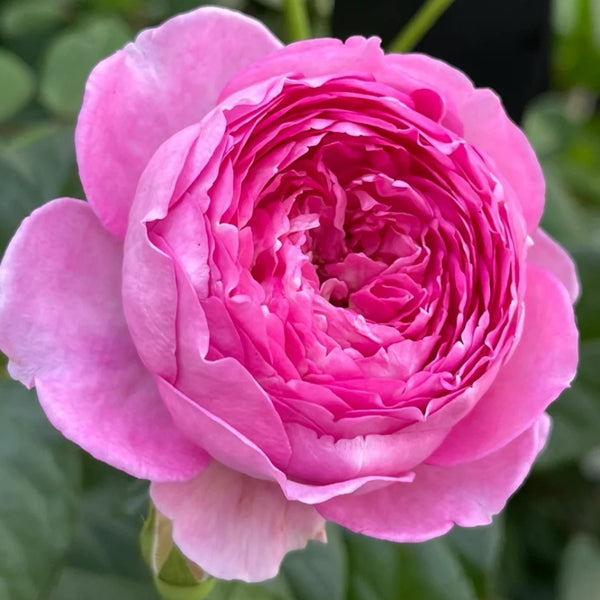 Uki-Yo Rose