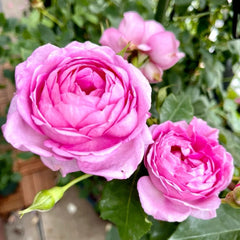 Uki-Yo Rose