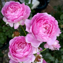 Uki-Yo Rose