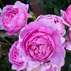 Uki-Yo Rose
