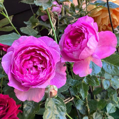Uki-Yo Rose