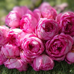 Uki-Yo Rose