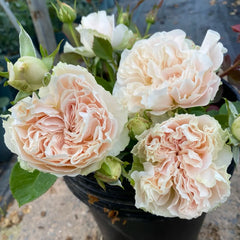 Unforgetable Rose Plant|难忘