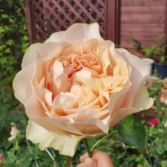 Unforgetable Rose Plant|难忘